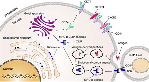 Frontiers | The role of CD74 in cardiovascular disease