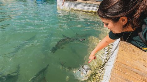 How To Go Mangrove Kayaking In Islamorada + Spend A Day At Robbie's