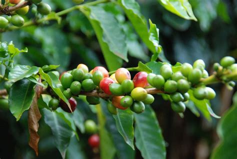 The Coffee plant - this one, from #Hawaii's Kona region. I love #Kona ...