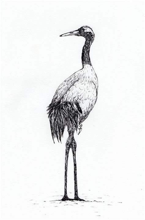 Red Crowned Crane by G-ravenimage on DeviantArt