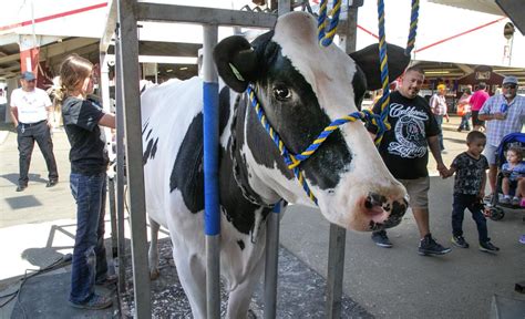 Seniors feel 'appreciated' during Friday's Kern County Fair festivities ...