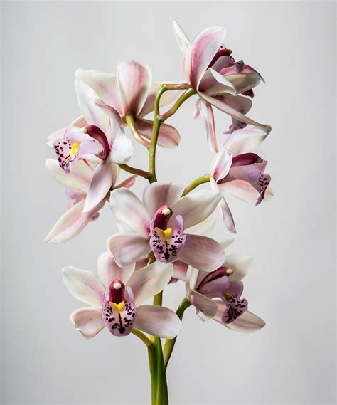 How to get an orchid to rebloom: expert tips for healthy growth | Homes ...