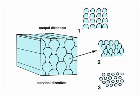 Enamel Rod Morphology