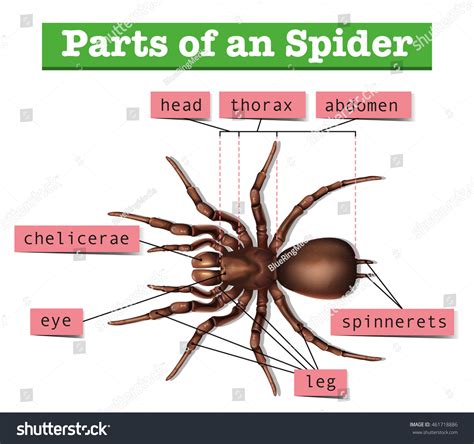 Diagram Showing Parts Spider Illustration: เวกเตอร์สต็อก (ปลอดค่า ...