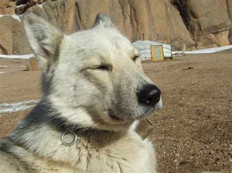 Mongolian dog | dog in Mongolia | Daan Vermeer | Flickr