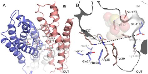 The putative peptide binding cavity. (A) View of the PepTSo structure... | Download Scientific ...