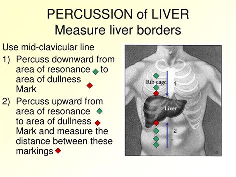 Normal size of liver and spleen: Evaluation of the Size, Shape, and ...