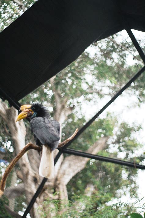 Helmeted Hornbill Photos, Download The BEST Free Helmeted Hornbill ...