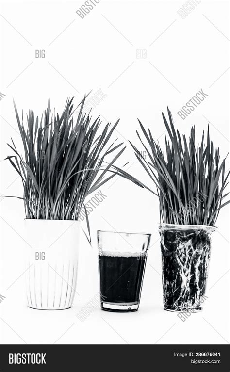 Wheatgrass Extract/ Image & Photo (Free Trial) | Bigstock