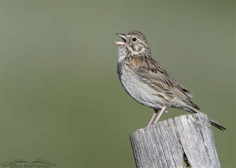 Vesper Sparrow Outside My Window - Mia McPherson's On The Wing Photography