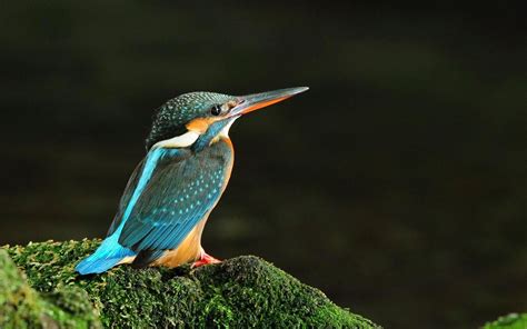 Birds Wallpapers | Best Wallpapers