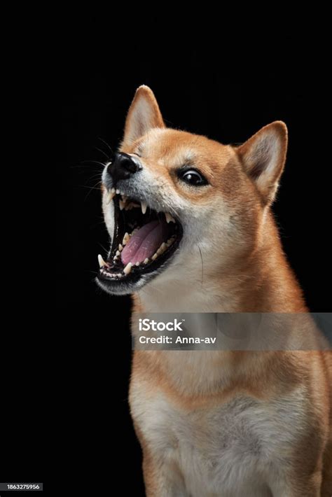 Funny Dog Snarls On A Black Background Shiba Inu Is Worth A Muzzle Stock Photo - Download Image ...