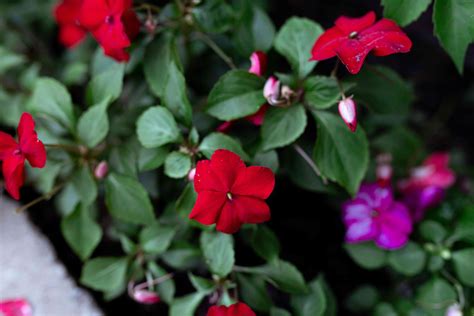 Impatiens: Plant Care & Growing Guide