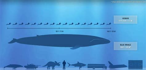 Image result for blue whale Blue Whale Size Comparison, Big Blue Whale ...