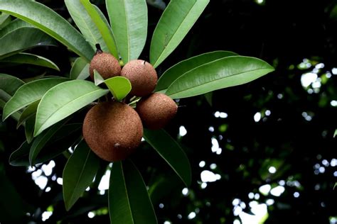 How this Farmer Earning 1 Lakh from 2 Acre Organic Chikoo Farming: A ...