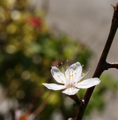 Plum tree blossums | yonushNZ | Flickr