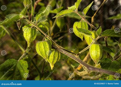 Uchuva Plant Stock Photos - Download 213 Images