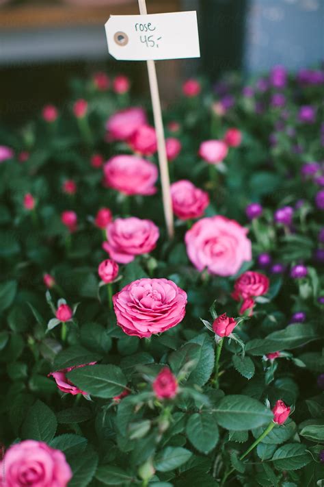 "Roses" by Stocksy Contributor "HIGHLANDER" - Stocksy