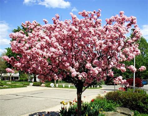 Coral Burst Crabapple — Affordable Trees