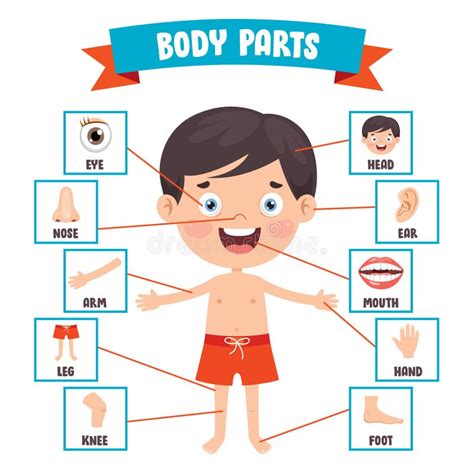 Body Parts Stock Illustrations – 20,555 Body Parts Stock Illustrations ...