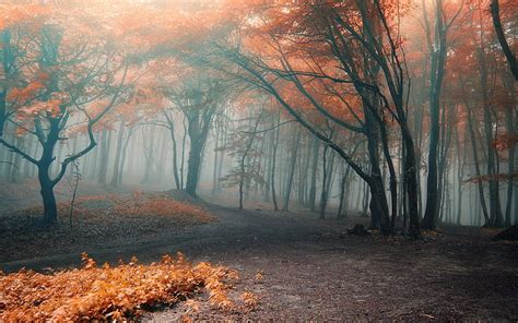 HD wallpaper: orange trees, black-and-orange trees with fog, fall, forest, nature | Wallpaper Flare