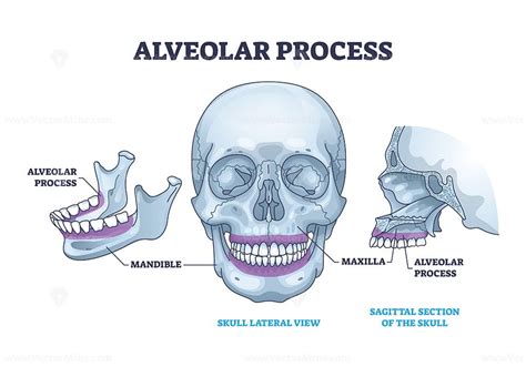 Alveolar process with anatomical head bone ridge for teeth outline diagram - VectorMine