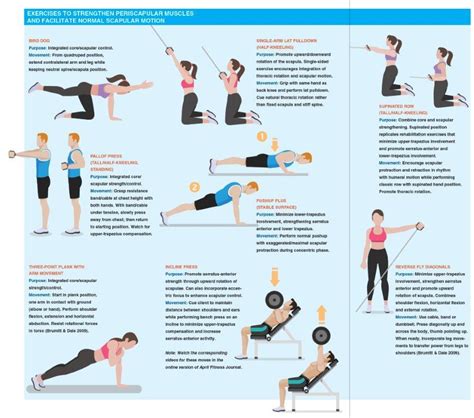 Scapular Muscles Exercises