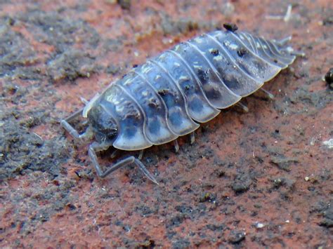 BugBlog: Walking with woodlice