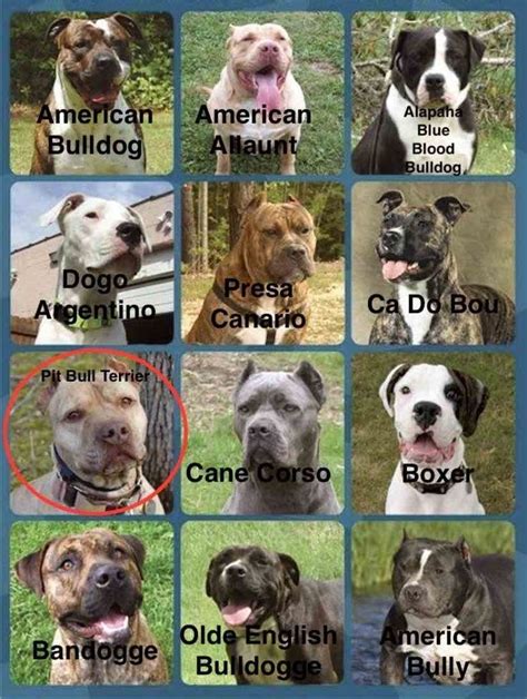 Pin by Brum Bully Breeds on Brum Bully Breeds in 2024 | Terrier dog breeds, Dog breed quiz, Bull ...