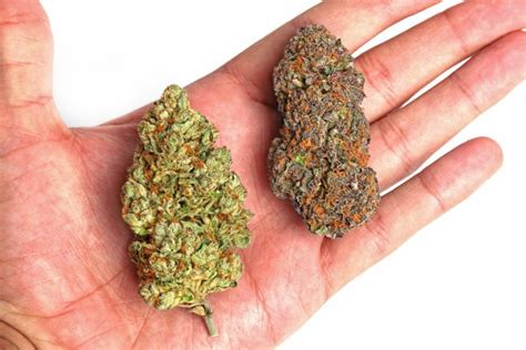 Best New Weed Strains You Might Not Know About | Leafbuyer