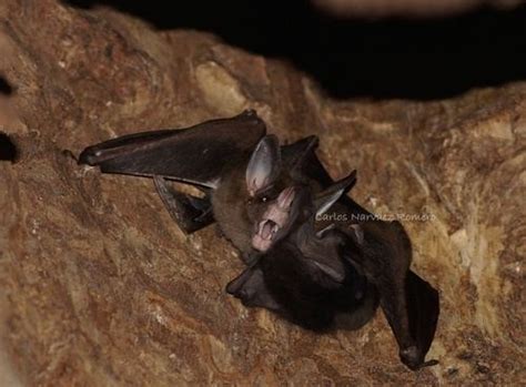 Spectral bat - Alchetron, The Free Social Encyclopedia