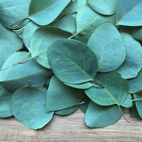 Using Eucalyptus Oil to Relieve Sinus Congestion: A Step-by-Step Guide 2025- Truism Fitness