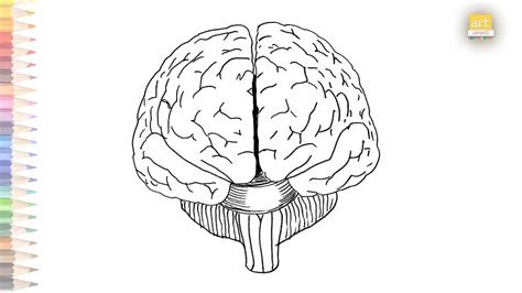 Brain Outline Drawing Top View