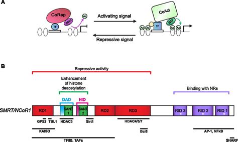 Emerging roles of the corepressors NCoR1 and SMRT in homeostasis