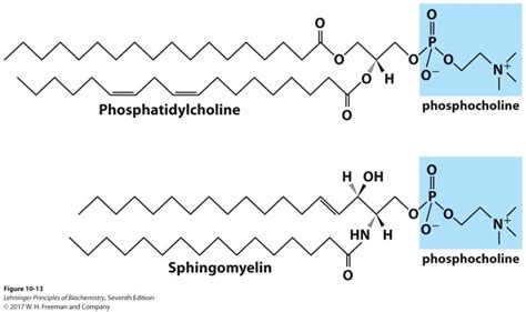 Solved: A) Identify The Hydrophobic And Hydrophilic Region... | Chegg.com