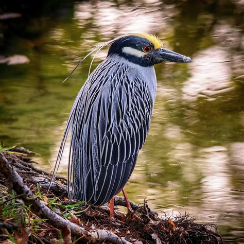 Yellow-crowned Night-Heron Photograph by Steven Sparks - Pixels