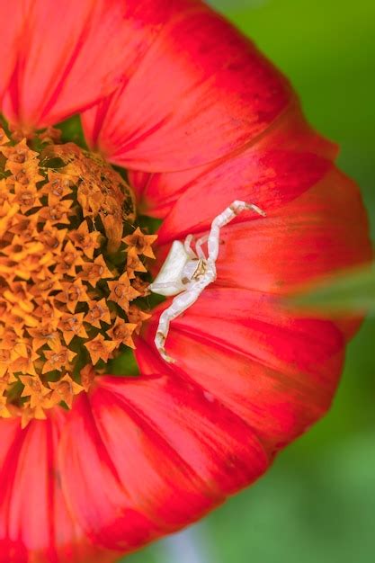 Premium Photo | White crab spider