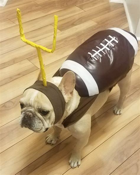 Dog costumes football frenchie french bulldog | French bulldog ...