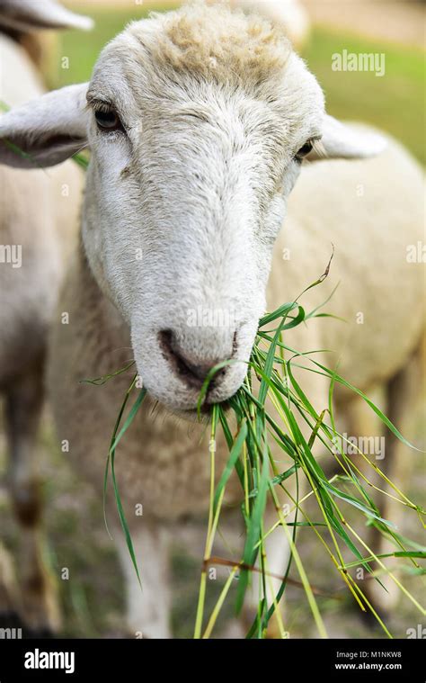 Sheep Eating Grass Stock Photo - Alamy