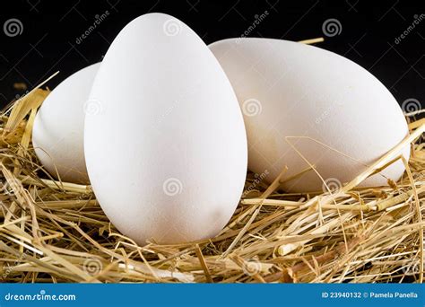 Goose eggs stock photo. Image of born, ingredient, ready - 23940132