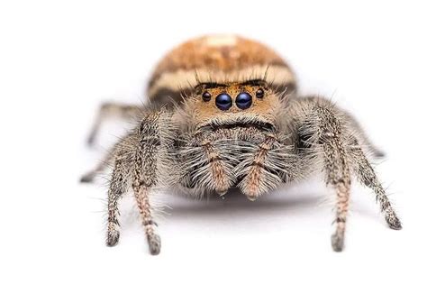 8 AMAZING jumping spiders types you can get as pets | ExoPetGuides in 2020 | Jumping spider, Pet ...