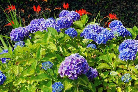 Tried and True: The Best Way to Plant Hydrangeas | Espoma