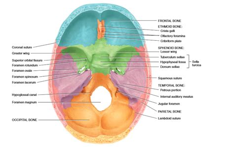 crista galli – Nursing Lecture