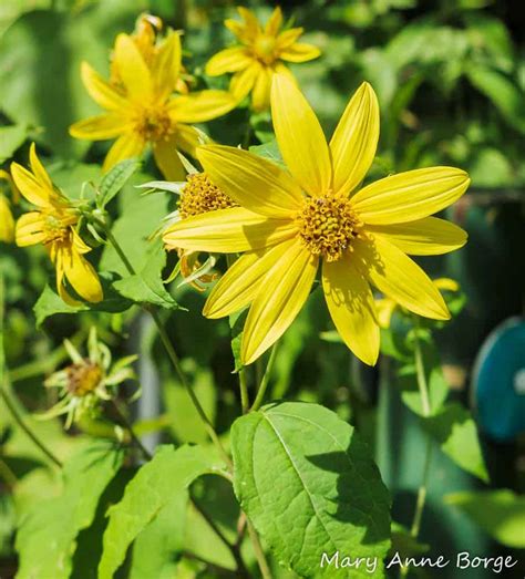 Thin-leaved Sunflower (Helianthus decapelatus) - Bowman's Hill Wildflower Preserve