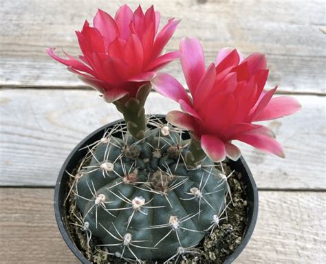 2023's Secret Tips to Blooming Cactus: Potting, Watering, Sunlight ...