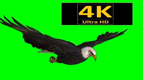 Free Green Screen, Chroma Key, 3d Animation, Greenscreen, Bald Eagle, Cartoon, Gallery, Movie ...