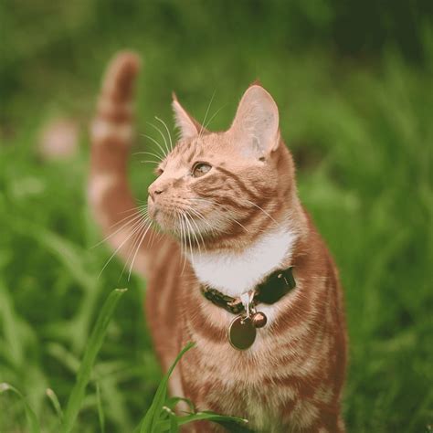 7 Best Cat Tracking Collars (2023) I Discerning Cat