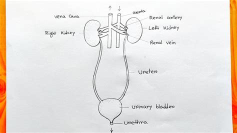 How to draw human excretory system easy|How to draw human Urinary ...