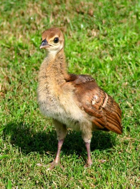 Baby Cute Peacock Pheasant - Pets