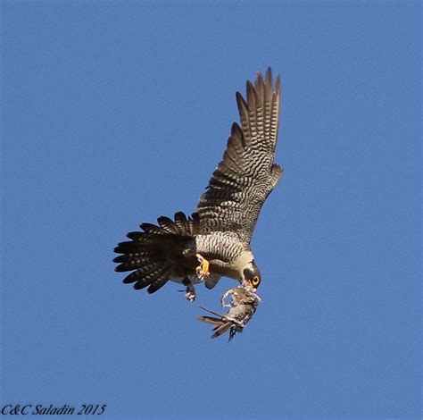 Facts About Peregrine Falcons-Buffalo Bill Center of the West